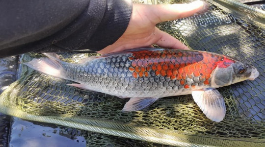 peche