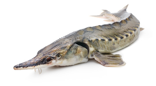 peche