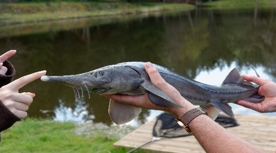peche
